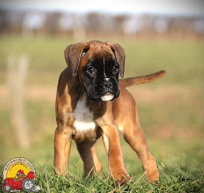 Les chiots de Boxer