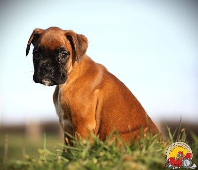 Les chiots de Boxer