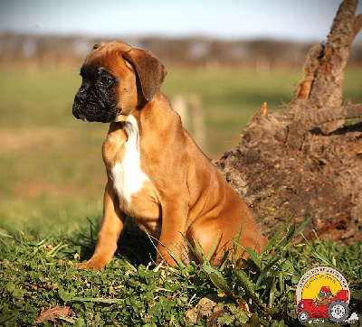 Les chiots de Boxer