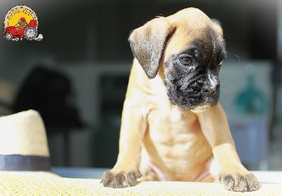 Les chiots de Boxer