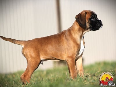 Les chiots de Boxer