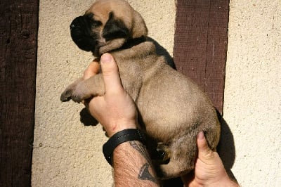 Male collier noir - Dogo Canario