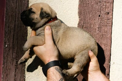 Male collier rouge - Dogo Canario