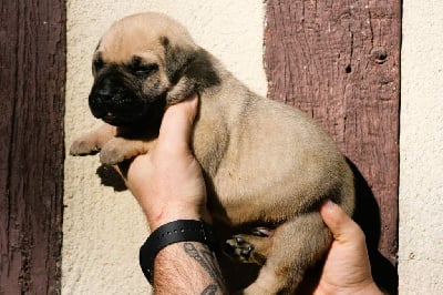 Male collier bleu - Dogo Canario