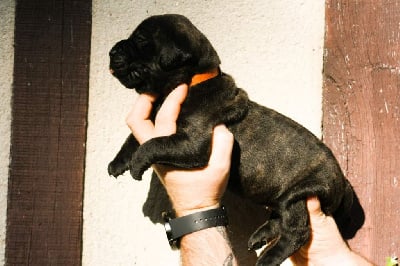 Femelle collier Orange - Dogo Canario