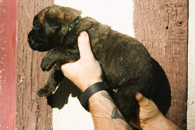 Male collier vert - Dogo Canario