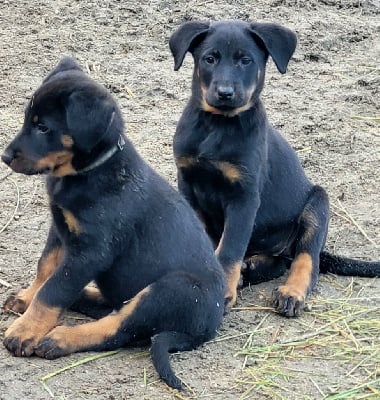 Les chiots de Berger de Beauce