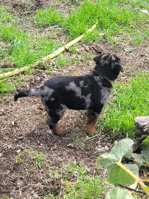 Les chiots de Berger de Beauce