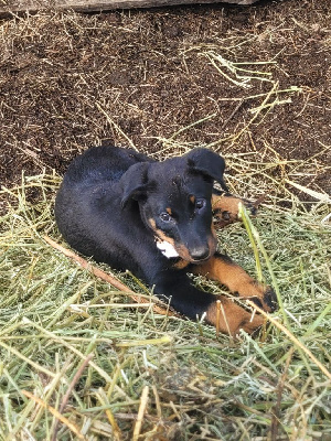 Les chiots de Berger de Beauce