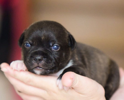 Les chiots de Staffordshire Bull Terrier