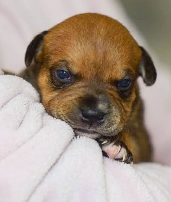 Les chiots de Staffordshire Bull Terrier