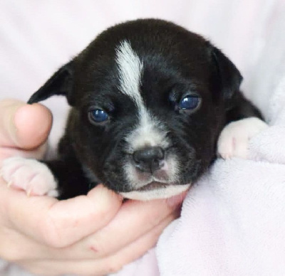 Les chiots de Staffordshire Bull Terrier