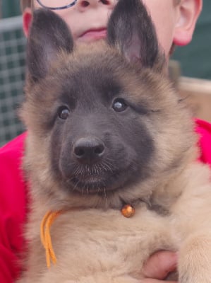 Les chiots de Berger Belge