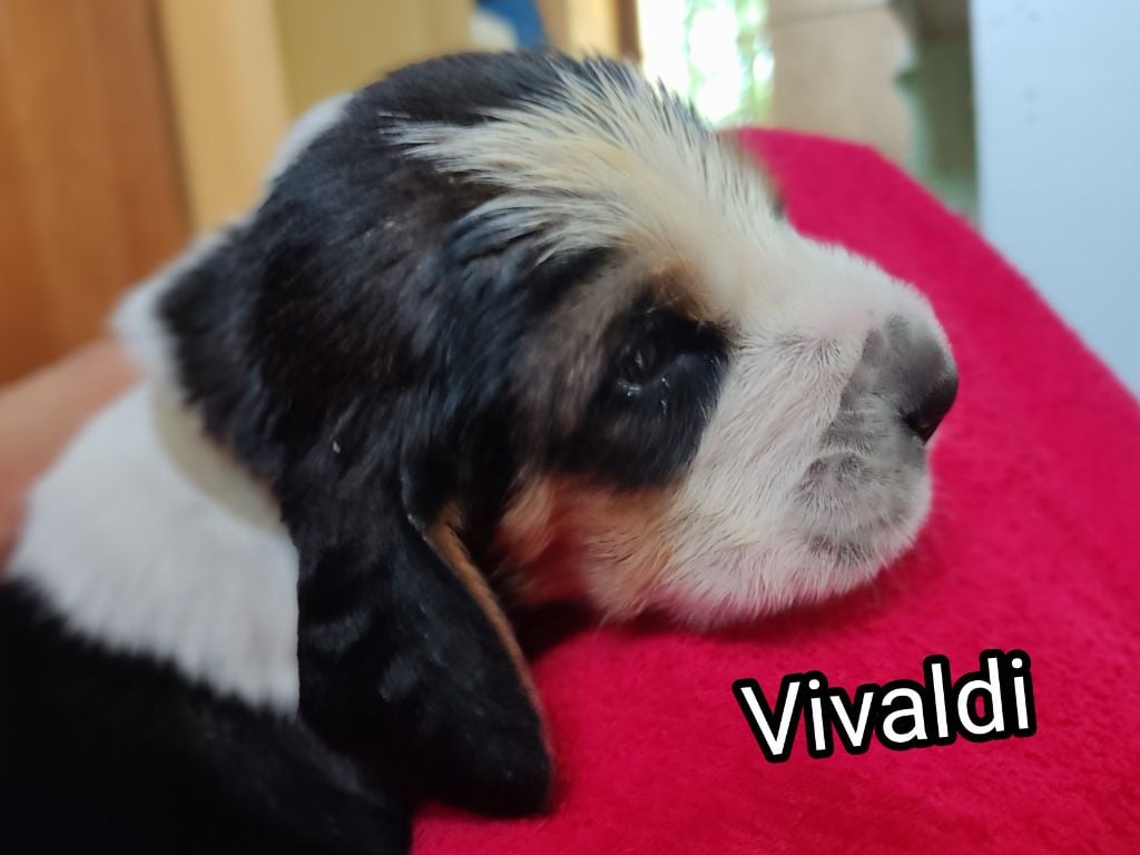 Vivaldi - Basset Hound