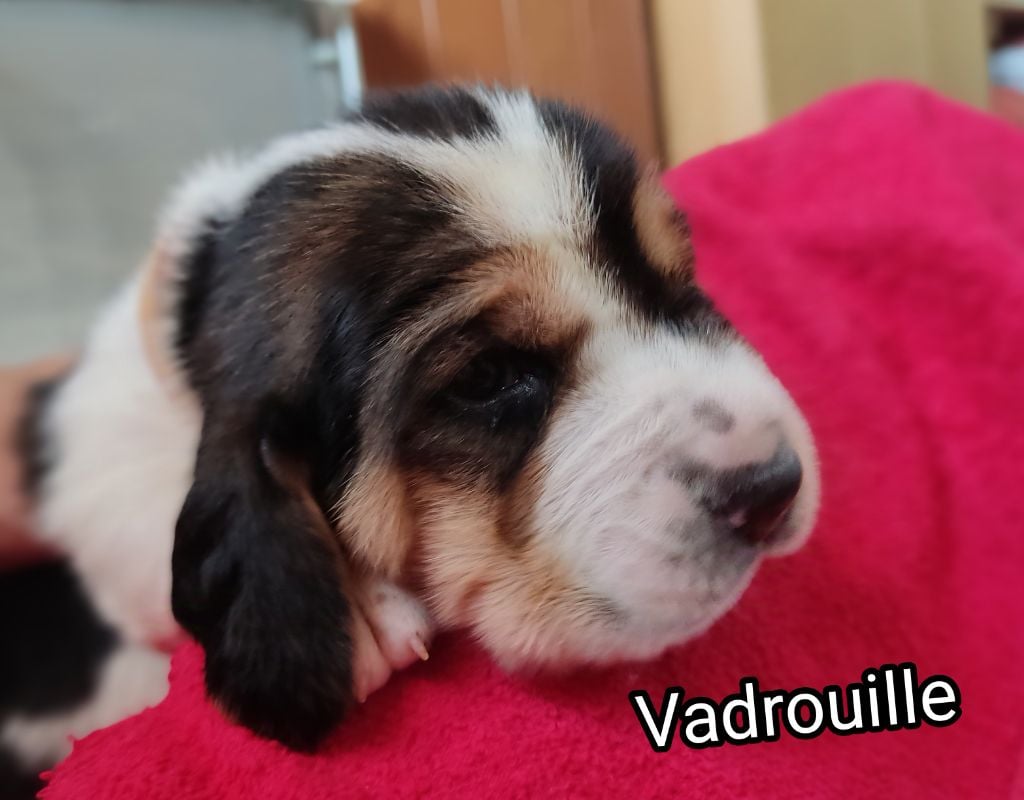 Vadrouille - Basset Hound