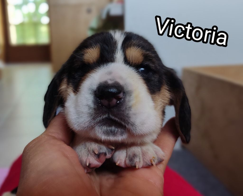 Victoria - Basset Hound