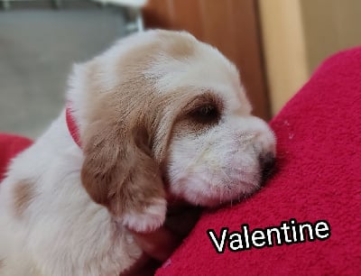 Valentine - Basset Hound