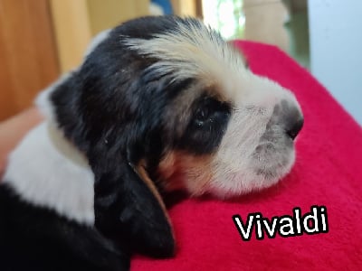 Vivaldi - Basset Hound