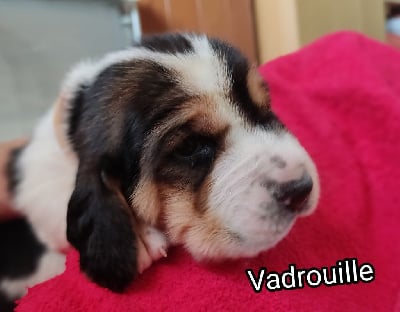 Vadrouille - Basset Hound