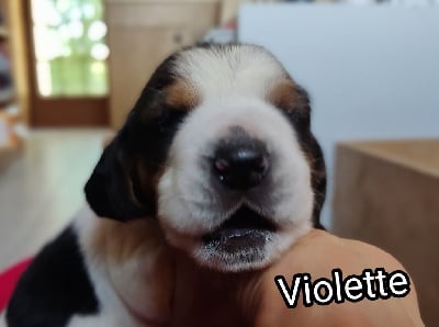 Violette - Basset Hound