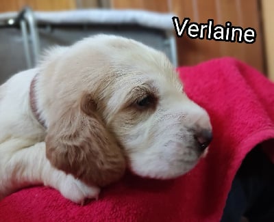 Verlaine - Basset Hound