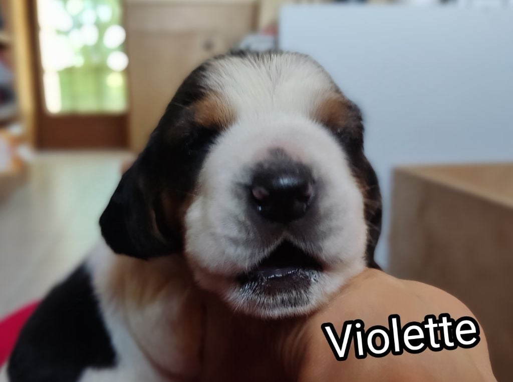 Violette - Basset Hound