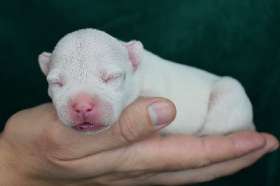 Les chiots de Staffordshire Bull Terrier