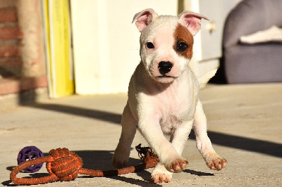 Les chiots de Staffordshire Bull Terrier