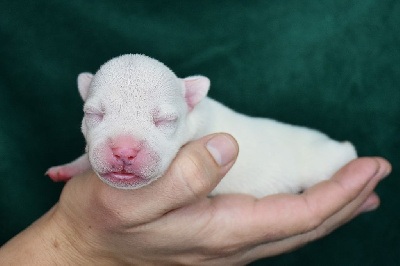 Les chiots de Staffordshire Bull Terrier