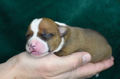 Les chiots de Staffordshire Bull Terrier