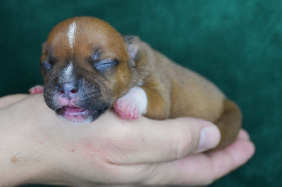 Les chiots de Staffordshire Bull Terrier