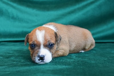 Les chiots de Staffordshire Bull Terrier