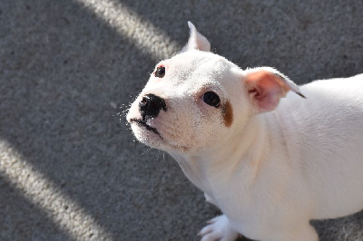 Les chiots de Staffordshire Bull Terrier