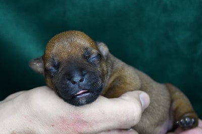 Les chiots de Staffordshire Bull Terrier