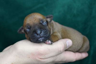 Les chiots de Staffordshire Bull Terrier