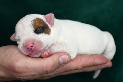 Les chiots de Staffordshire Bull Terrier