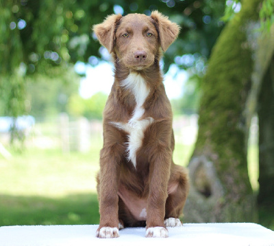 Les chiots de Berger Australien