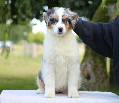 Les chiots de Berger Australien