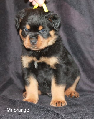 Les chiots de Rottweiler