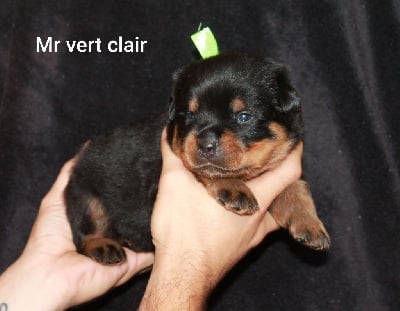 Mr vert clair - Rottweiler