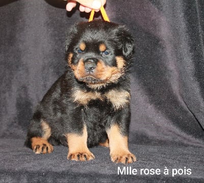 Les chiots de Rottweiler