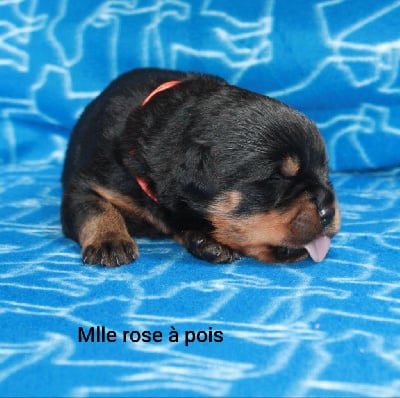 Les chiots de Rottweiler