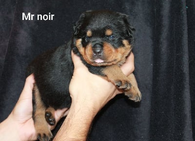 Les chiots de Rottweiler