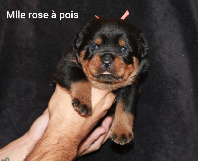 Mlle rose à pois - Rottweiler