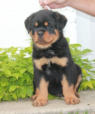 Les chiots de Rottweiler