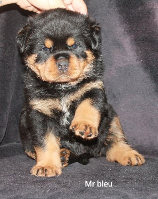 Les chiots de Rottweiler