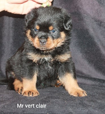 Les chiots de Rottweiler