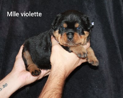 Les chiots de Rottweiler