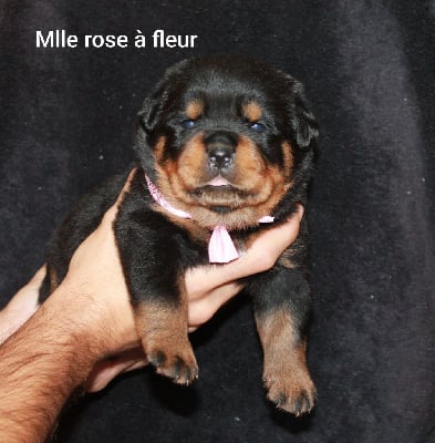 Mlle rose à fleur - Rottweiler