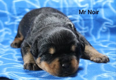 Les chiots de Rottweiler